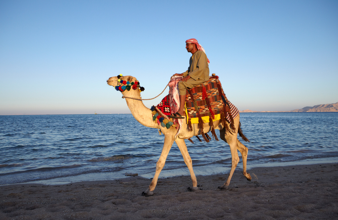 Sunset Camel ride in Sharm El Sheikh